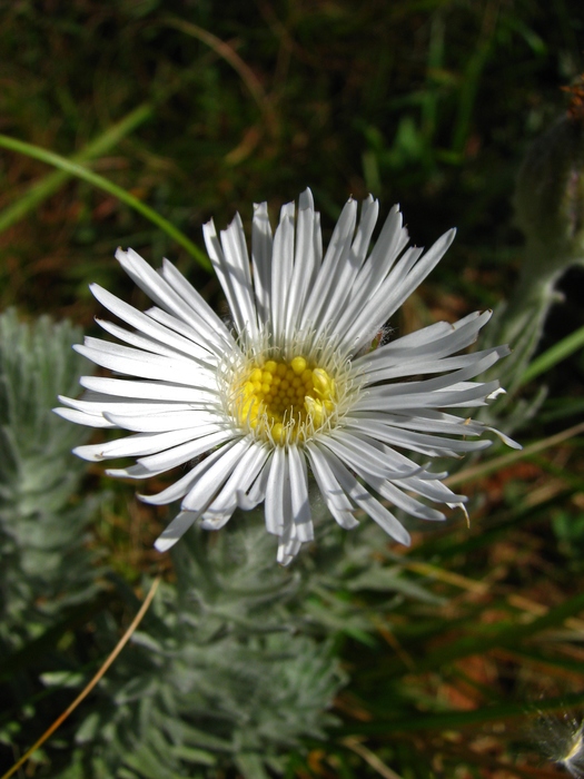 Asteropsis megapotamica (Spreng.) Marchesi