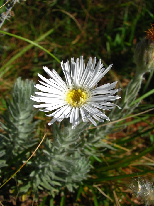 Asteropsis megapotamica (Spreng.) Marchesi Asteropsis megapotamica (Spreng.) Marchesi
