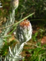Asteropsis megapotamica (Spreng.) Marchesi