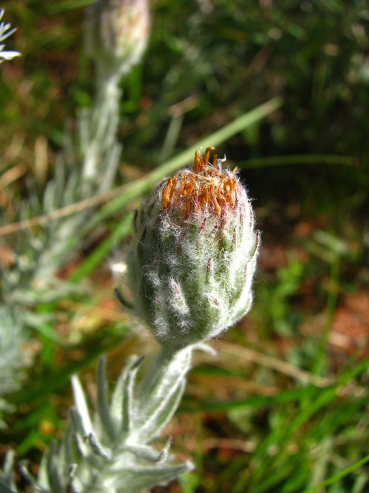 Asteropsis megapotamica (Spreng.) Marchesi Asteropsis megapotamica (Spreng.) Marchesi