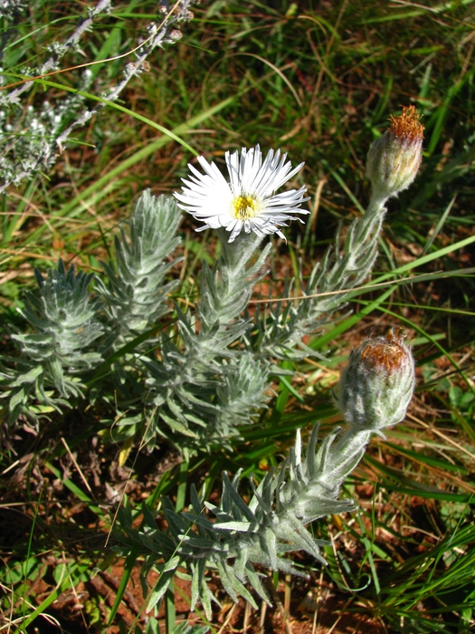 Asteropsis megapotamica (Spreng.) Marchesi Asteropsis megapotamica (Spreng.) Marchesi