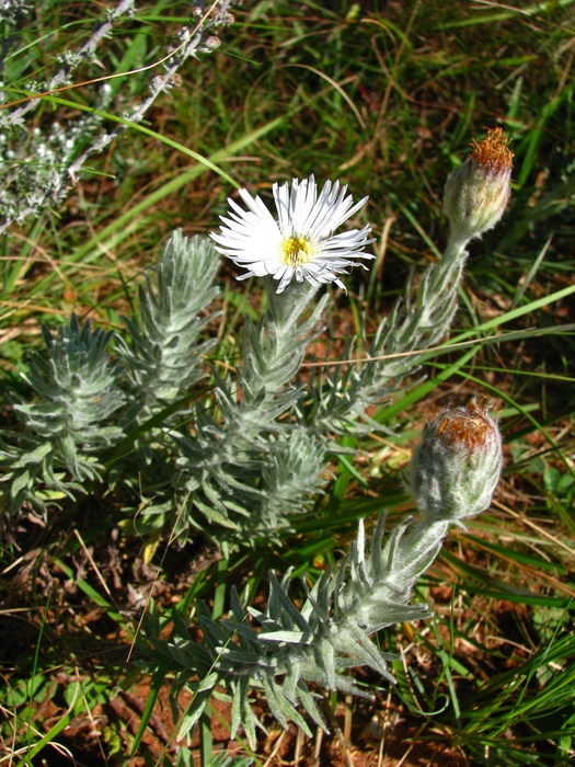 Asteropsis megapotamica (Spreng.) Marchesi