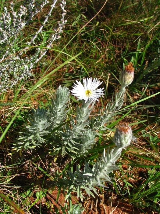 Asteropsis megapotamica (Spreng.) Marchesi