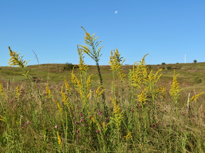 Solidago chilensis Meyen Solidago chilensis Meyen