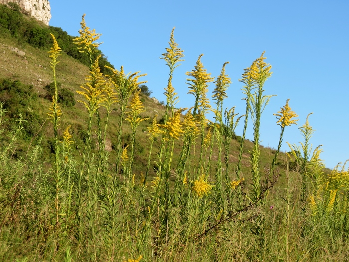 Solidago chilensis Meyen Solidago chilensis Meyen