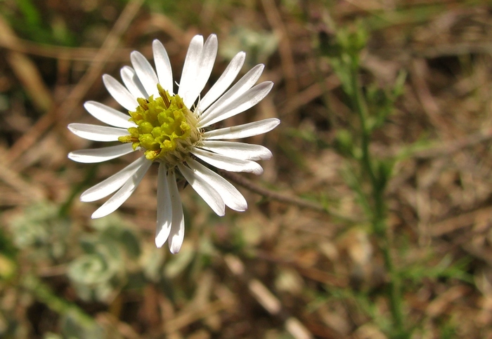 Sommerfeltia spinulosa (Spreng.) Less.