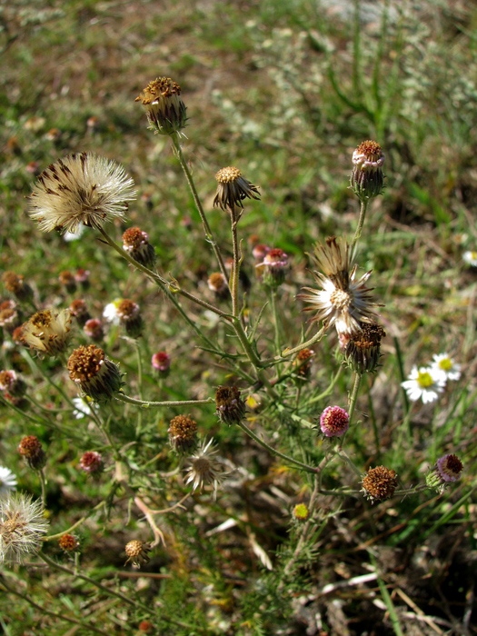 Sommerfeltia spinulosa (Spreng.) Less.