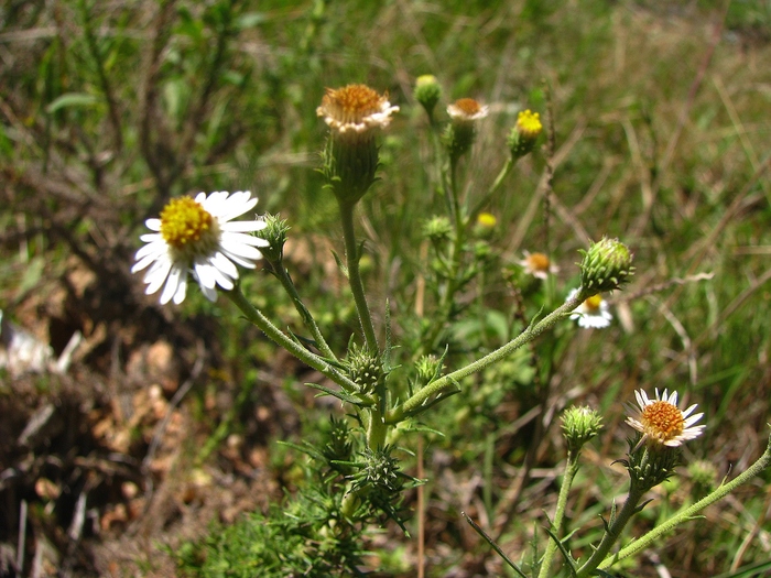 Sommerfeltia spinulosa (Spreng.) Less.