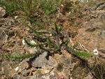 Sommerfeltia spinulosa (Spreng.) Less.