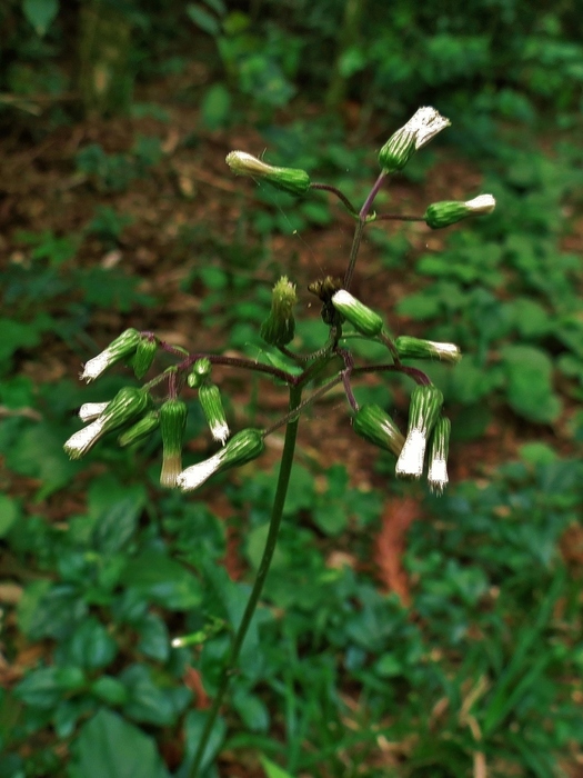 Exostigma notobellidiastrum (Griseb.) Sancho Exostigma notobellidiastrum (Griseb.) Sancho