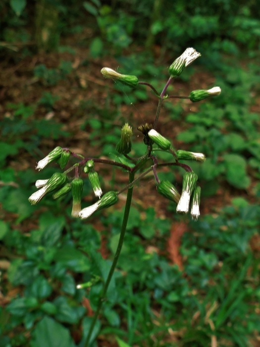 Exostigma notobellidiastrum (Griseb.) Sancho