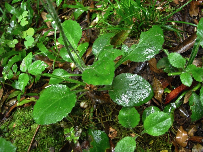 Exostigma notobellidiastrum (Griseb.) Sancho Exostigma notobellidiastrum (Griseb.) Sancho