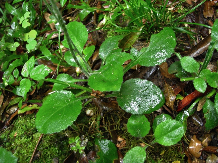 Exostigma notobellidiastrum (Griseb.) Sancho