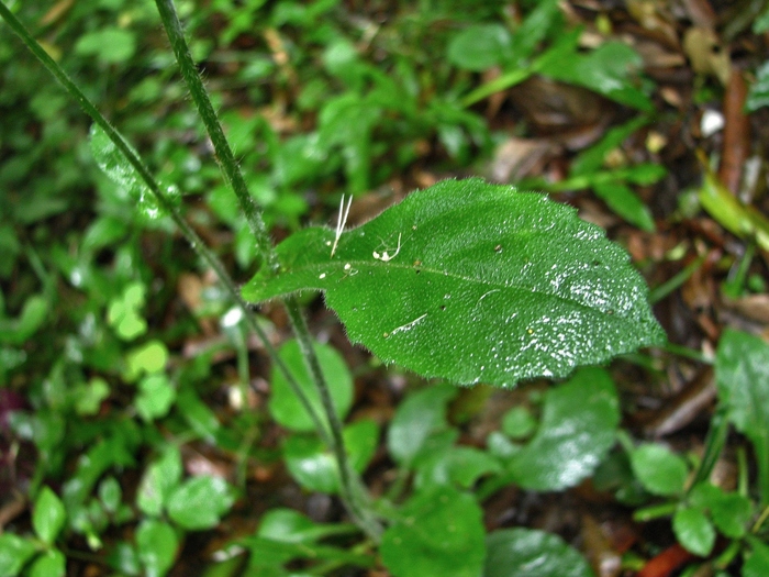 Exostigma notobellidiastrum (Griseb.) Sancho