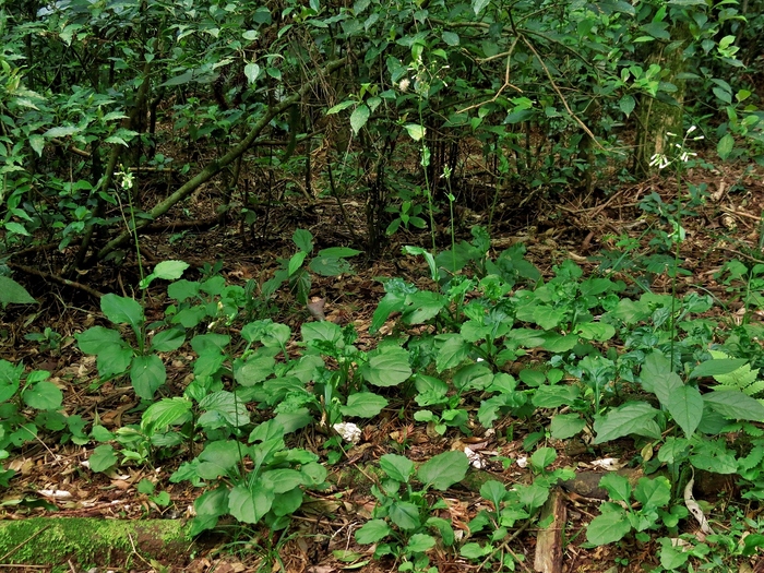 Exostigma notobellidiastrum (Griseb.) Sancho