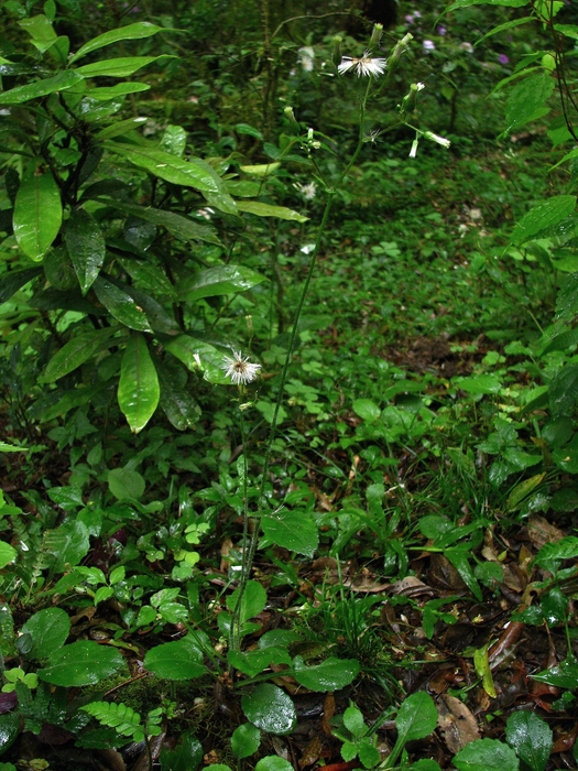 Exostigma notobellidiastrum (Griseb.) Sancho