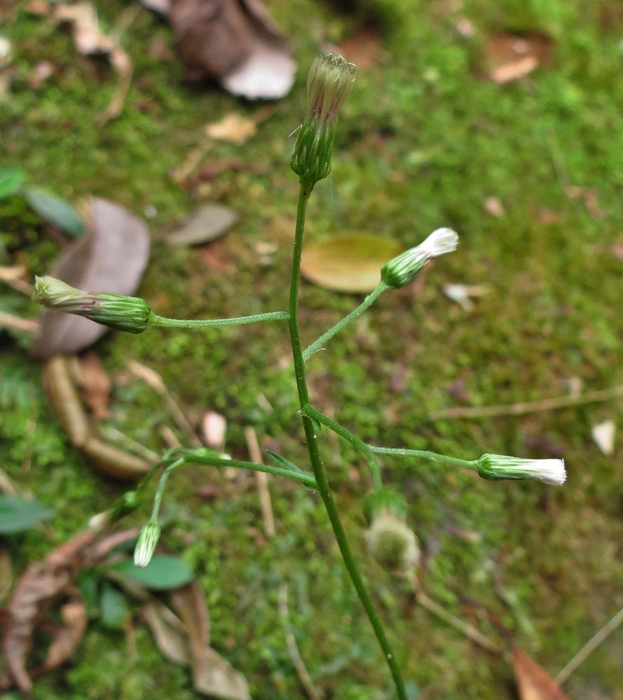 Exostigma rivulare (Gardner) Sancho