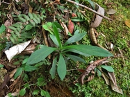 Exostigma rivulare (Gardner) Sancho