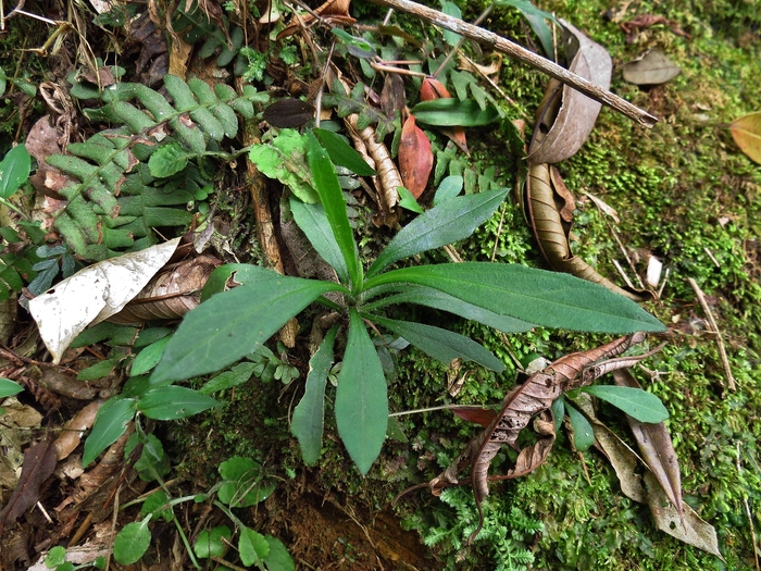 Exostigma rivulare (Gardner) Sancho Exostigma rivulare (Gardner) Sancho