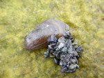 Japanese Green Mussel, Intertidal. Head of Ladysmith Harbour, B.C. Canada
May 19, 2015. Anchored in substrate by dense byssal mass and gravel.