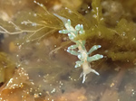 Eubranchus rupium. On docks, Ladysmith Harbour, B.C. Canada. Laying eggs on hydroids.