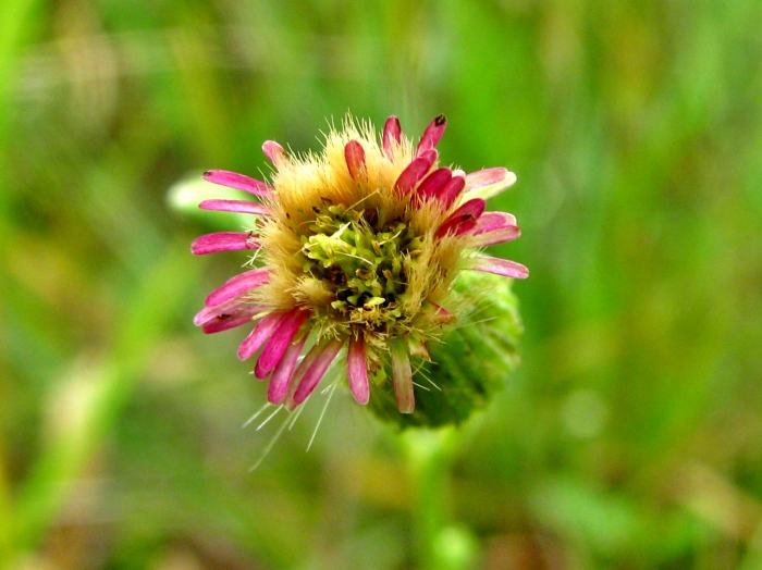 Podocoma spegazzinii Cabrera