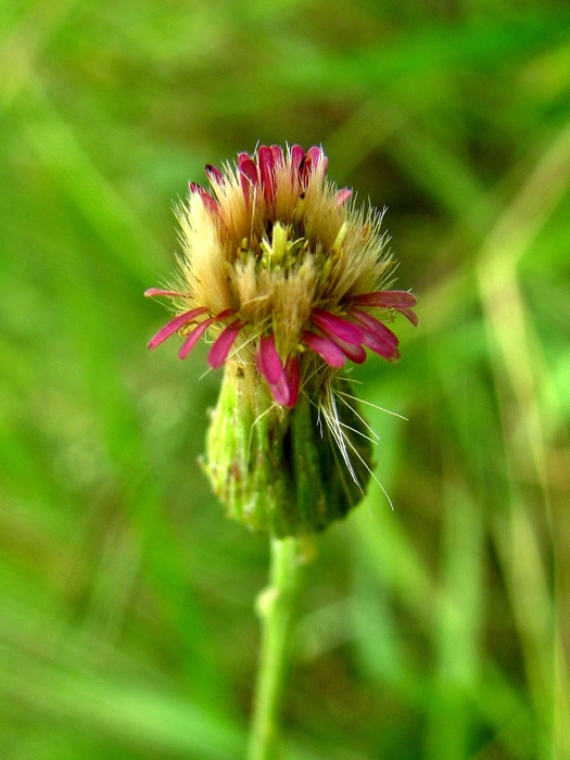 Podocoma spegazzinii Cabrera