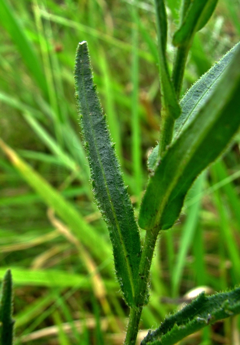 Podocoma spegazzinii Cabrera