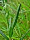 Podocoma spegazzinii Cabrera