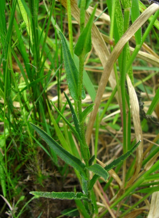 Podocoma spegazzinii Cabrera