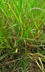 Podocoma spegazzinii Cabrera