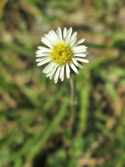 Podocoma bellidifolia Baker