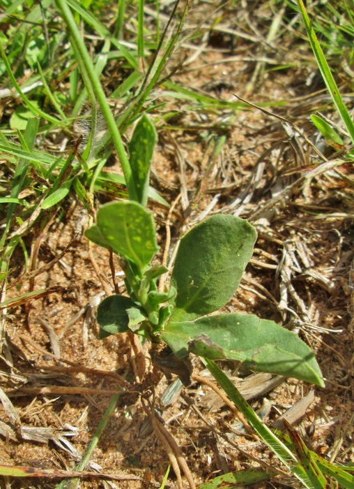 Podocoma bellidifolia Baker Podocoma bellidifolia Baker
