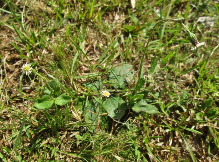Podocoma bellidifolia Baker Podocoma bellidifolia Baker