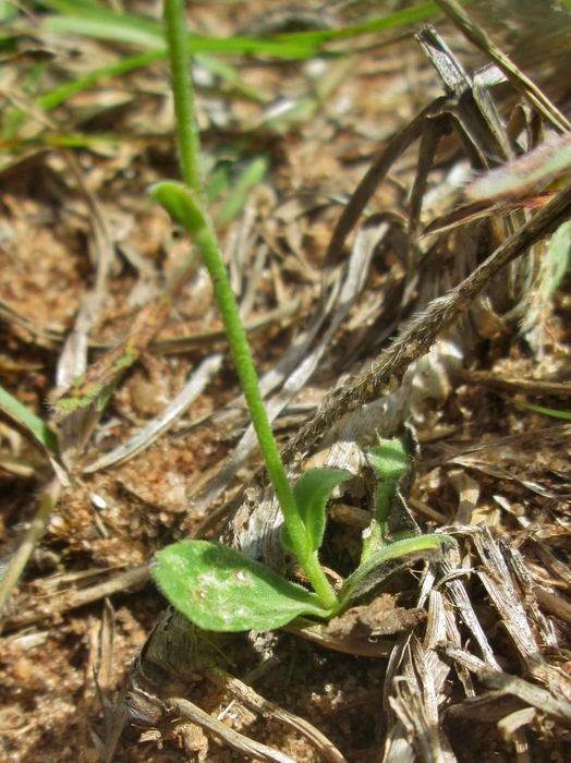 Podocoma bellidifolia Baker