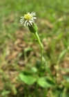 Podocoma bellidifolia Baker