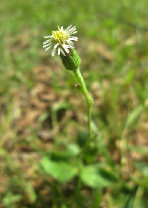 Podocoma bellidifolia Baker Podocoma bellidifolia Baker