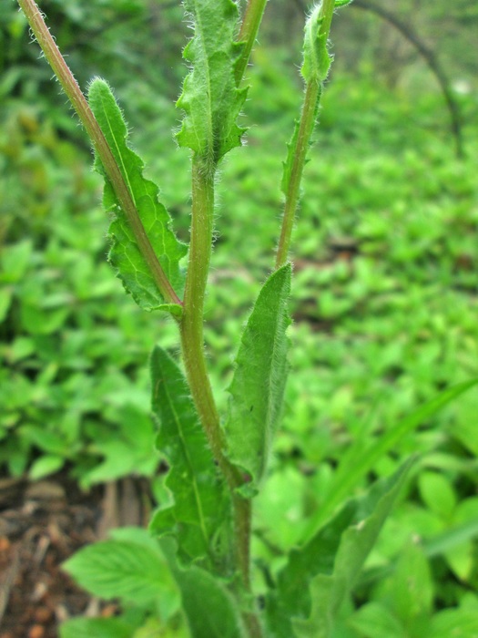 Podocoma hirsuta (Hook. & Arn.) Baker