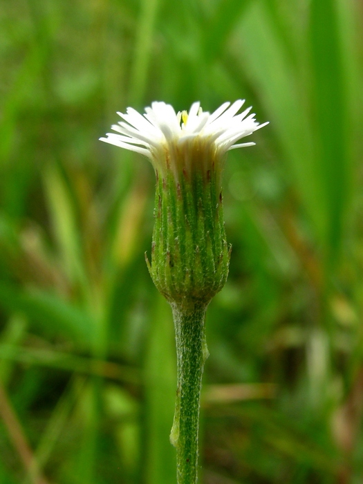 Podocoma hieraciifolia (Poir.) Cass.