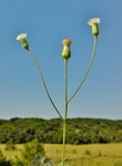 Podocoma hieraciifolia (Poir.) Cass.