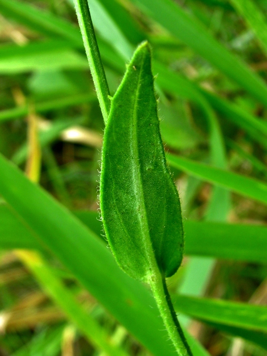 Podocoma hieraciifolia (Poir.) Cass.