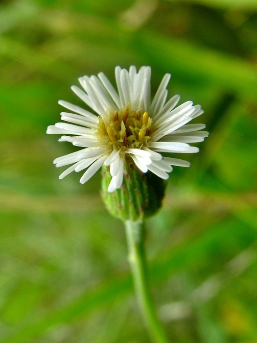 Podocoma hieraciifolia (Poir.) Cass.