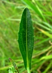 Podocoma hieraciifolia (Poir.) Cass.