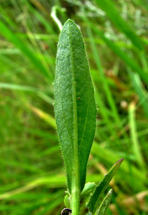 Podocoma hieraciifolia (Poir.) Cass. Podocoma hieraciifolia (Poir.) Cass.