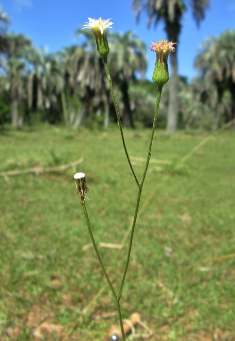 Podocoma hieraciifolia (Poir.) Cass. Podocoma hieraciifolia (Poir.) Cass.
