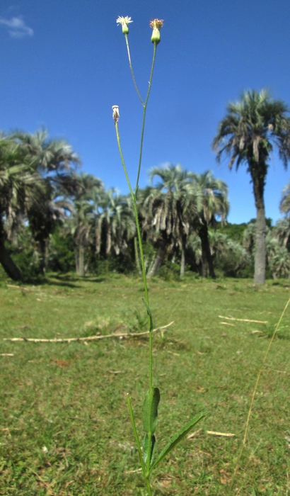 Podocoma hieraciifolia (Poir.) Cass.