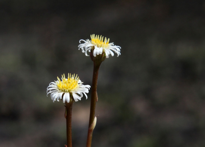 Inulopsis phoenix G.L.Nesom