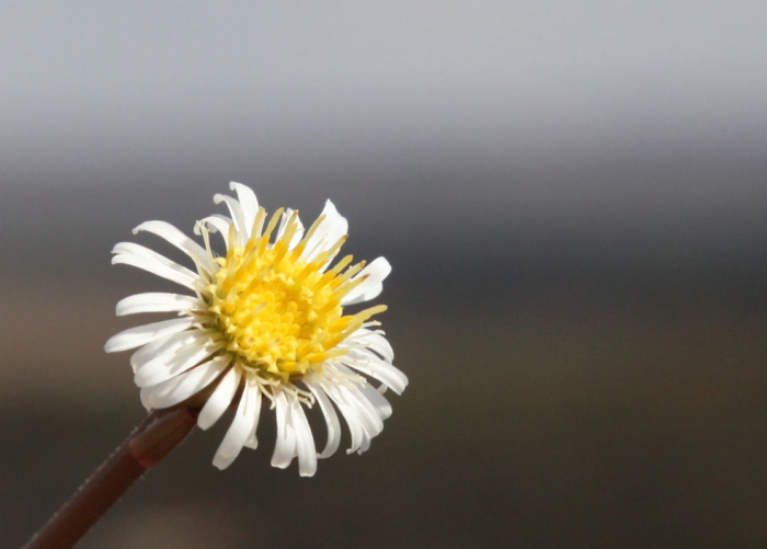 Inulopsis phoenix G.L.Nesom