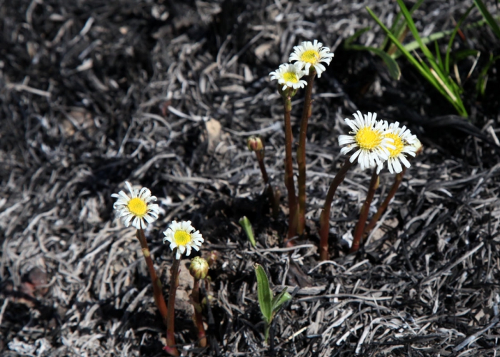 Inulopsis phoenix G.L.Nesom Inulopsis phoenix G.L.Nesom