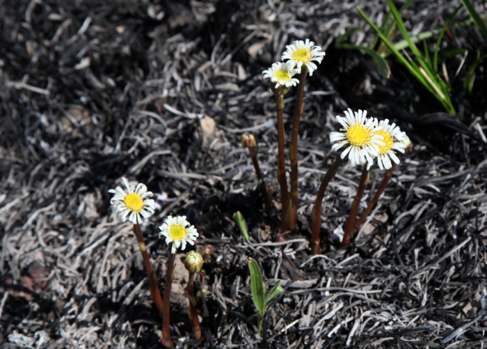 Inulopsis phoenix G.L.Nesom